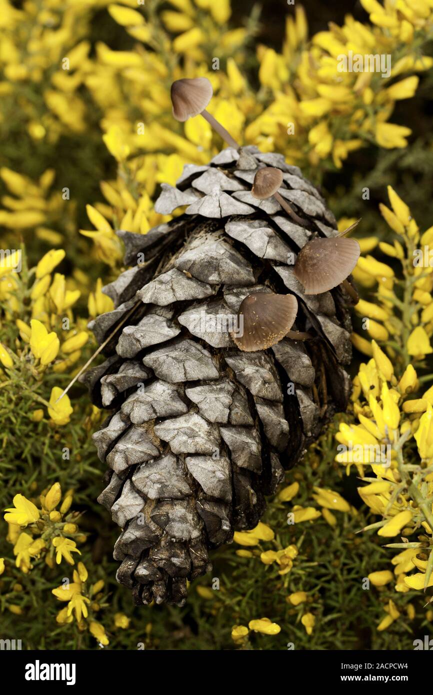pine cone and mushrooms Stock Photo