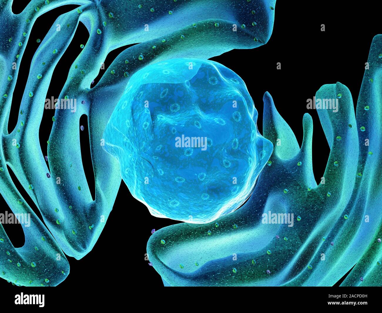 Computer artwork showing part of a human or eukaryotic cell. In the ...