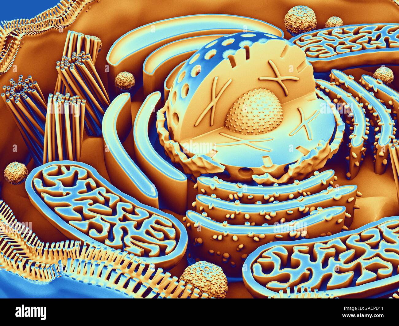 Organelle Computer Animal cell organelles. Computer artwork showing the organelles in a ...