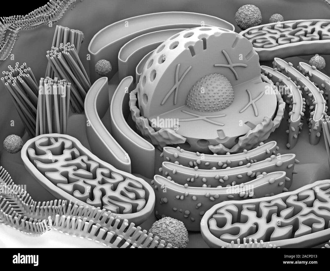 Organelle Computer Animal cell organelles. Computer artwork showing the organelles in a ...