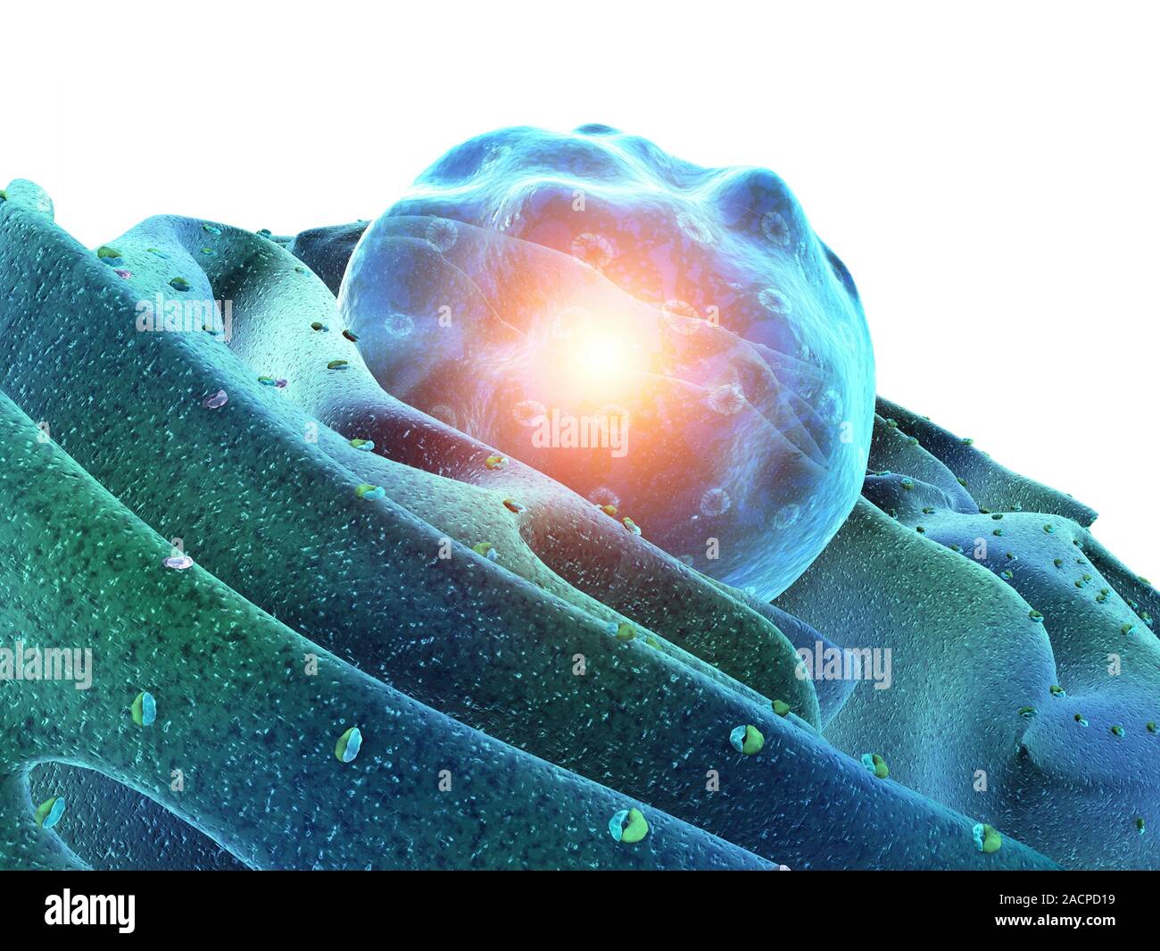 Computer artwork showing part of a human or eukaryotic cell. In the ...