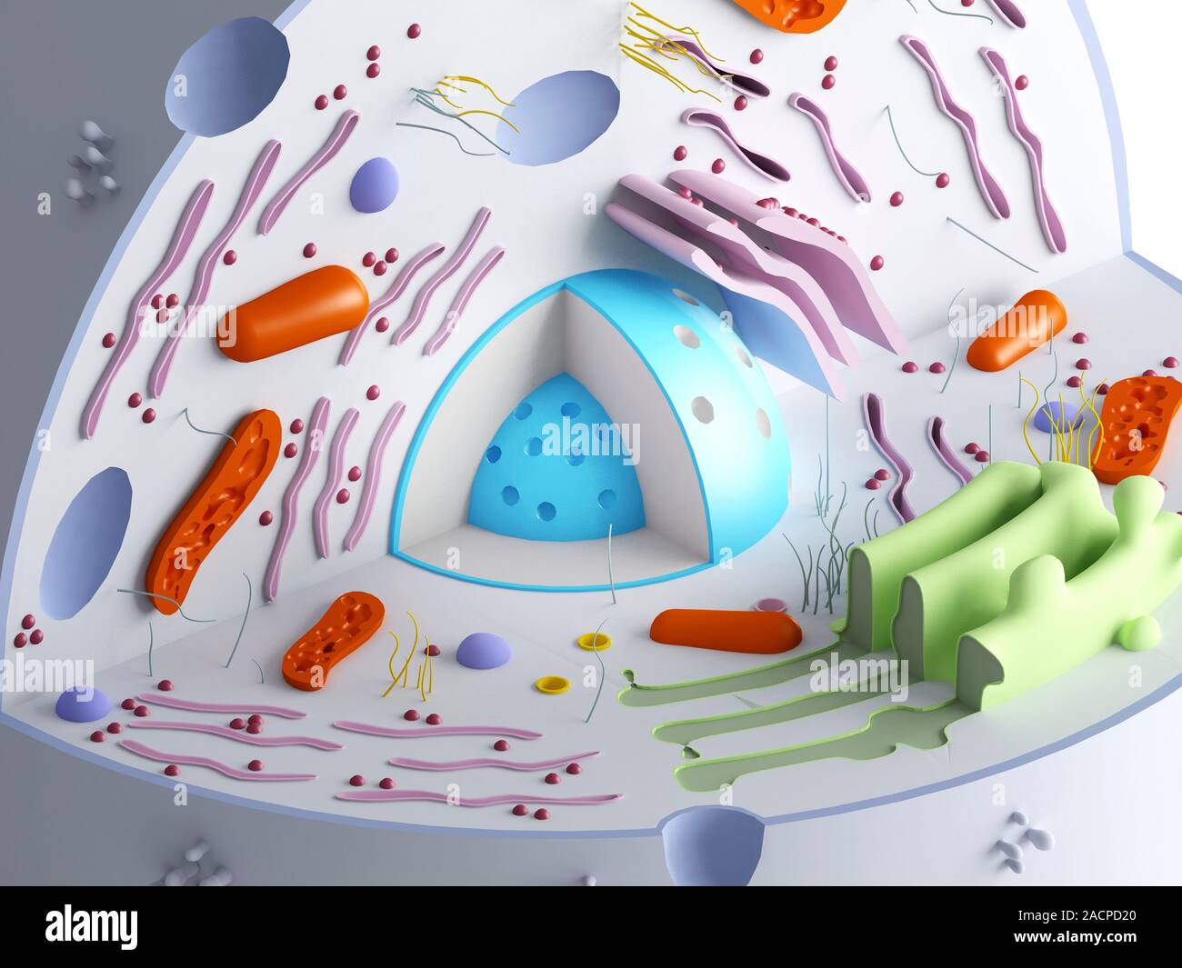 Organelle Computer Animal cell organelles. Computer artwork showing the organelles in a ...