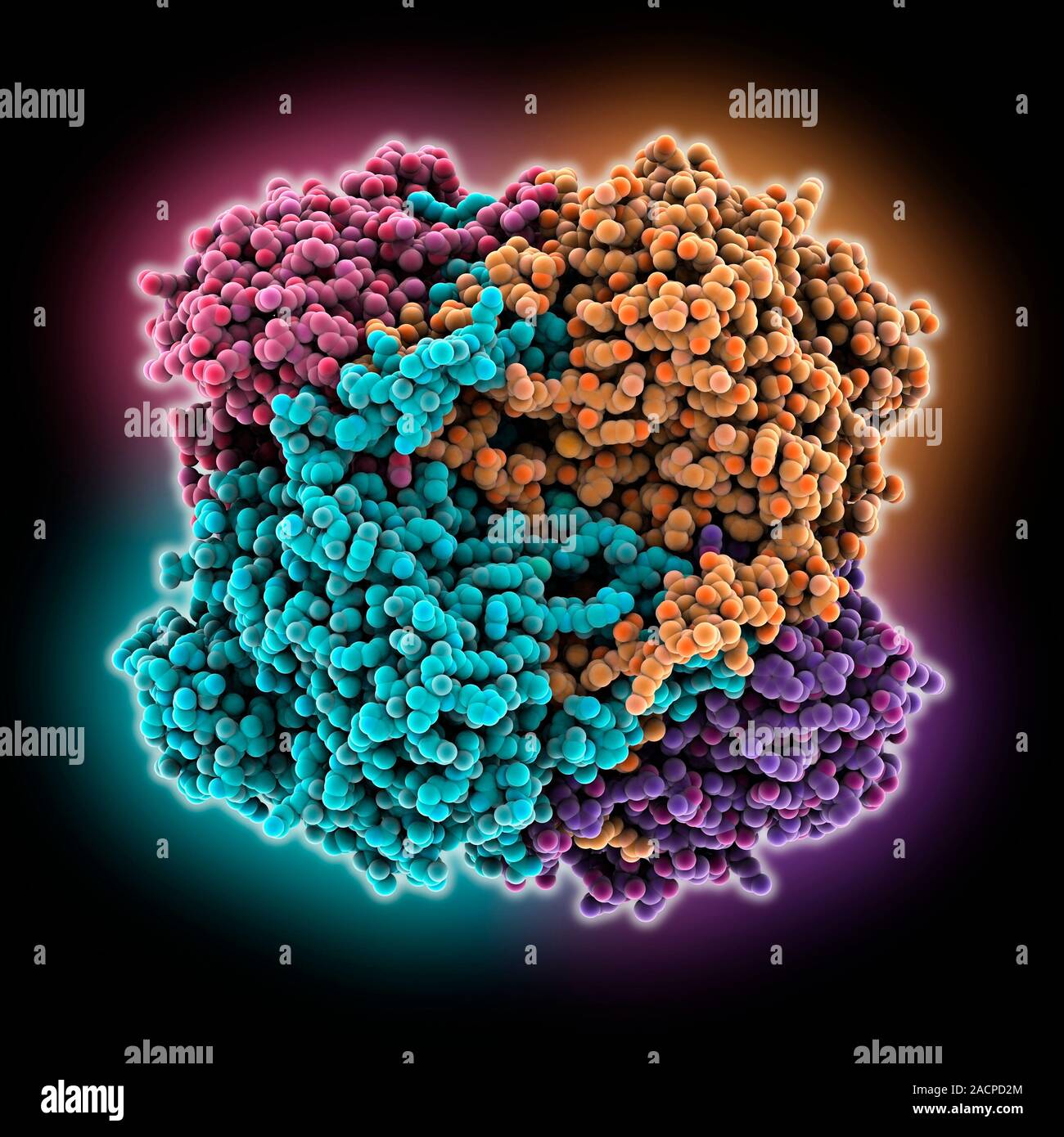 Human catalase, molecular model. This enzyme catalyses the break down