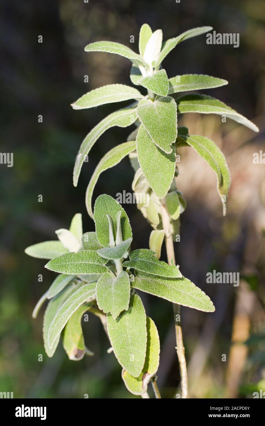 purple phlomis (phlomis purpurea) plant Stock Photo