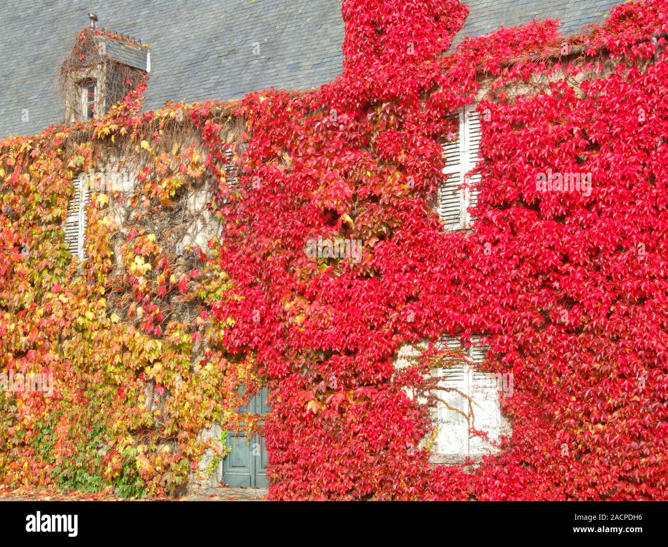 Ivy-covered house. Photographed near Carentan, France, in autumn Stock ...