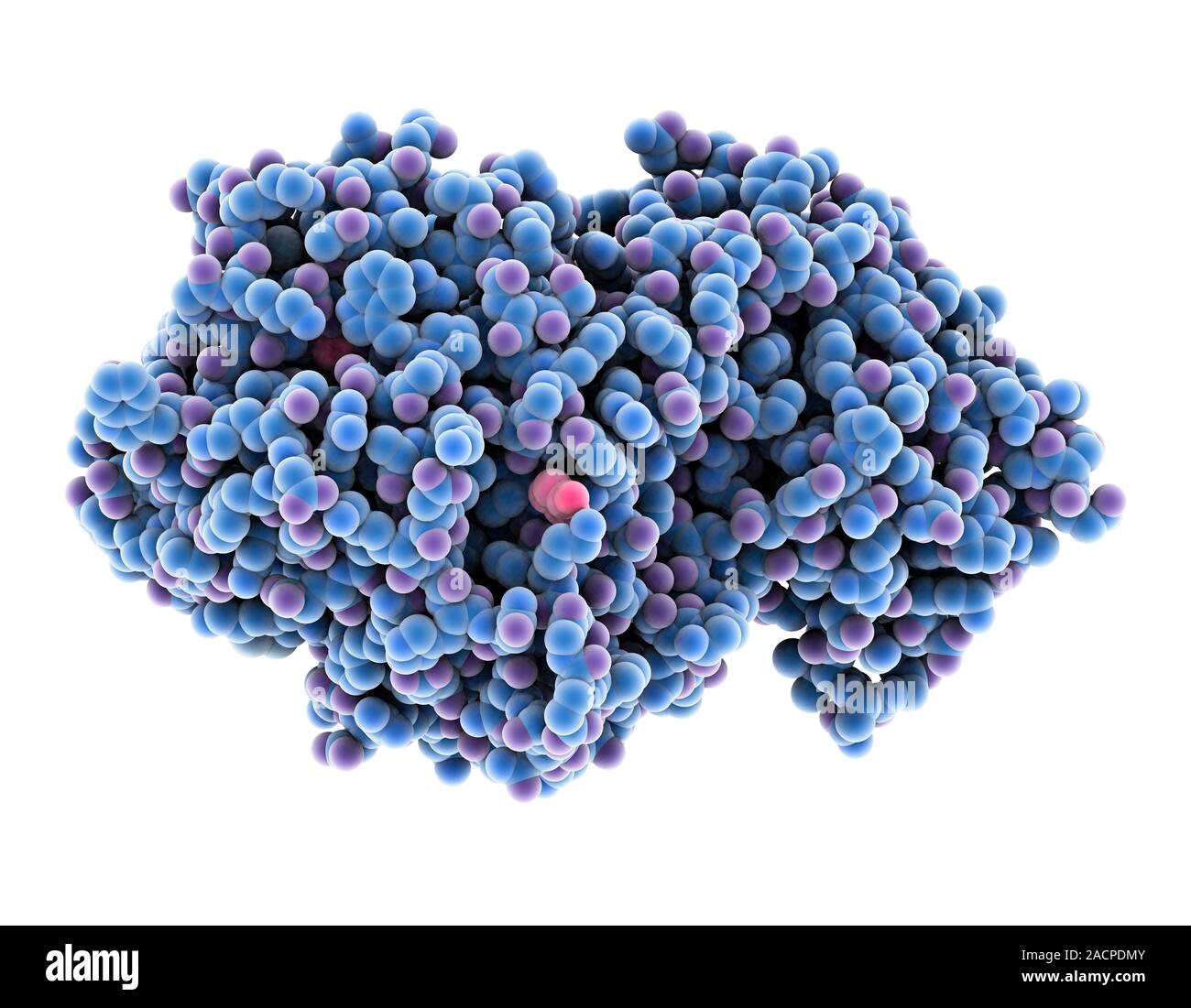 Amylase. Molecular model of the enzyme alphaamylase from human saliva