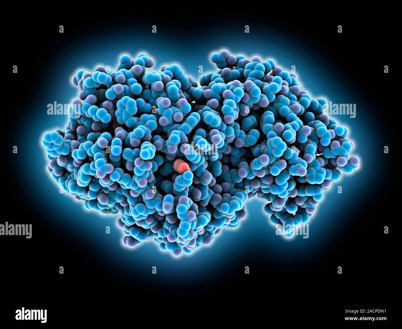 Amylase. Molecular model of the enzyme alpha-amylase from human saliva. Amylase catalyses the breakdown of starch to sugars, and so starts the digesti Stock Photo