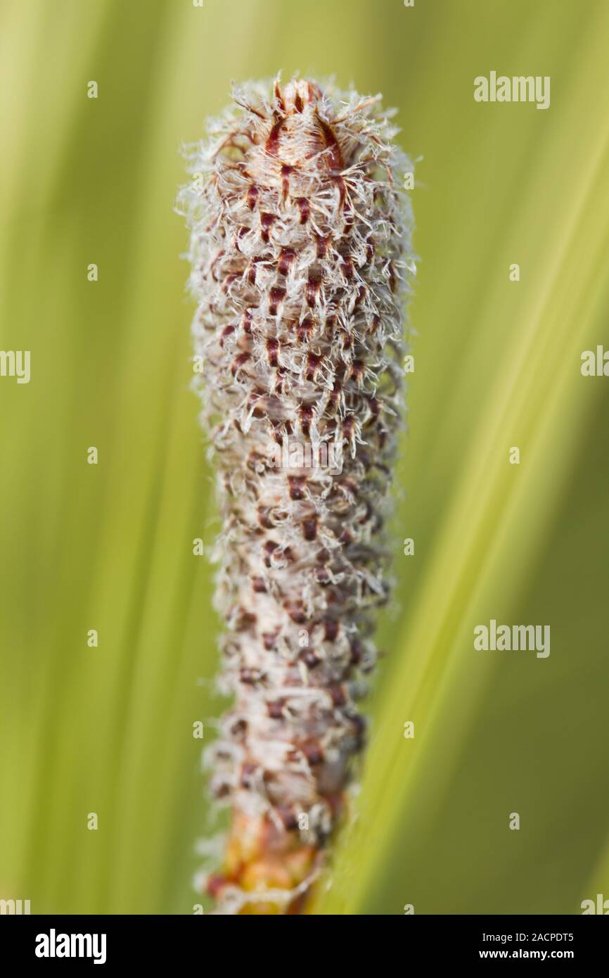pine tree cone sprout Stock Photo Alamy