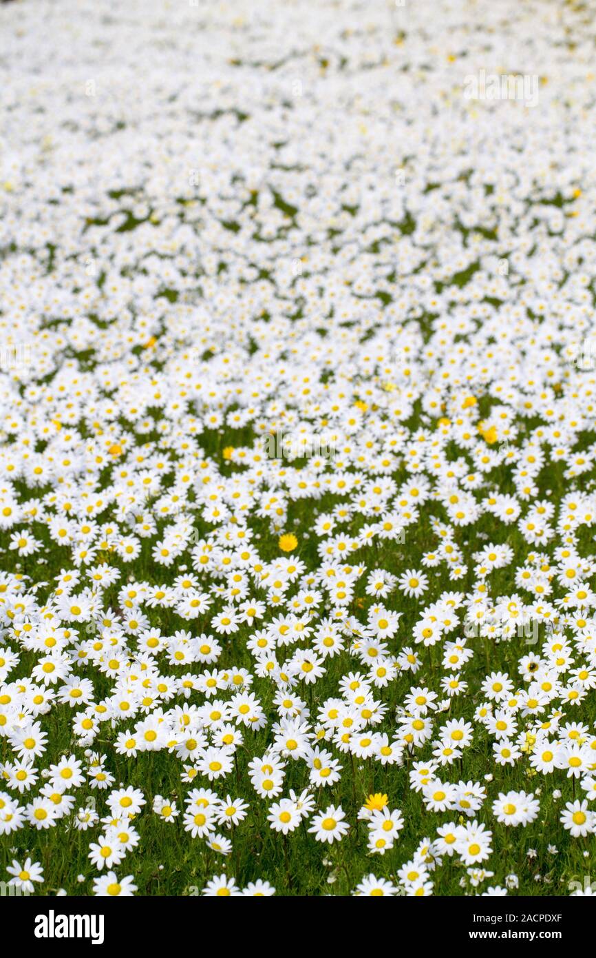 field of white daisy flowers Stock Photo