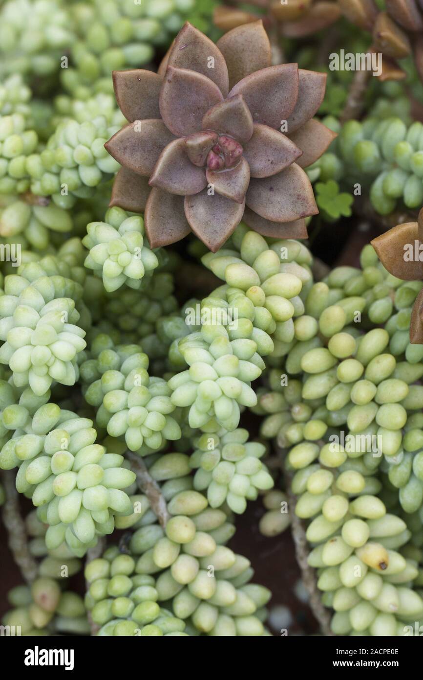succulent plant Stock Photo