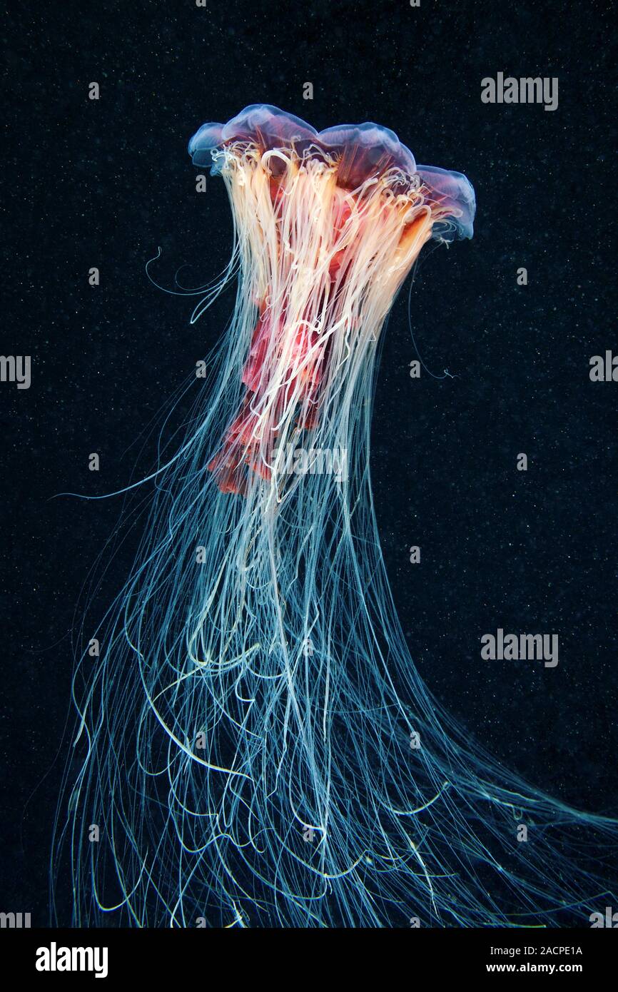 Lion s Mane Jellyfish Cyanea Capillata Lion s Mane Jellyfish Are The 