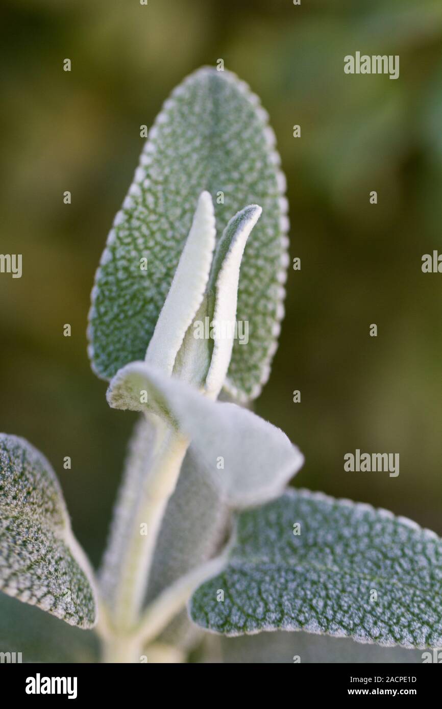 purple phlomis (phlomis purpurea) plant Stock Photo