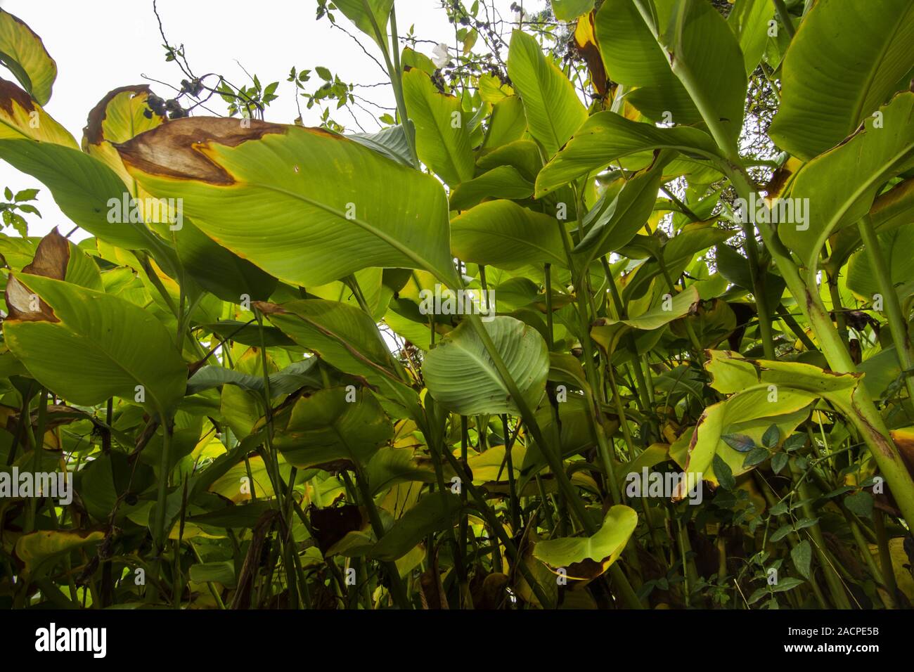 beautiful broad lush leaf plants Stock Photo Alamy