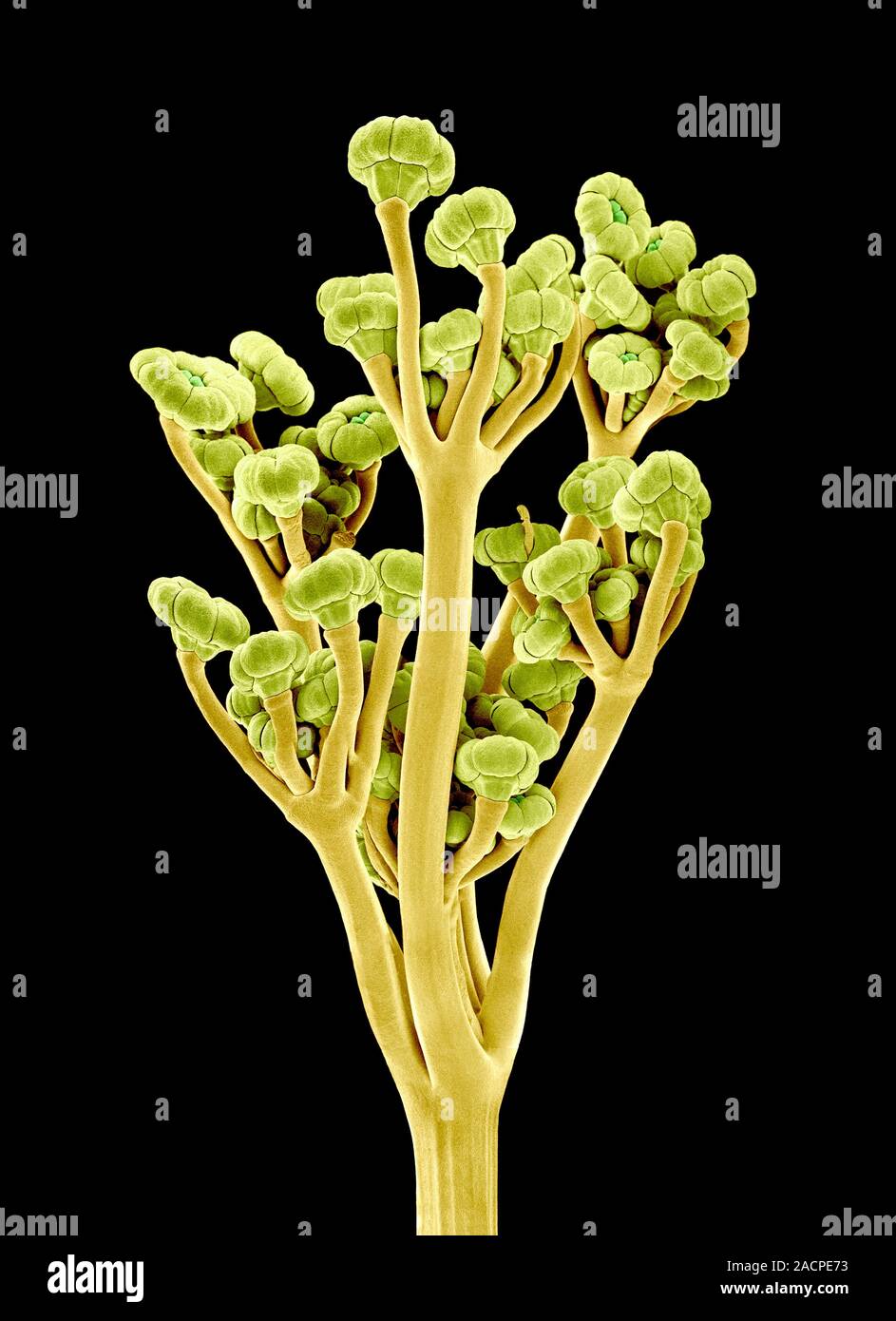 Fennel seed heads (Foeniculum vulgare), coloured scanning electron