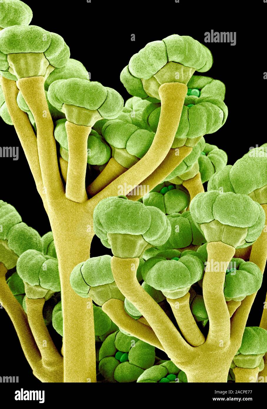 Fennel seed heads (Foeniculum vulgare), coloured scanning electron