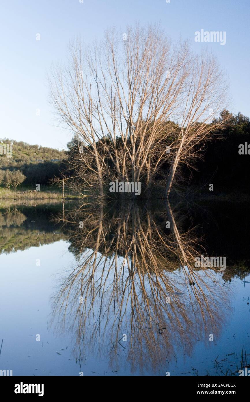 Reflective tree hi-res stock photography and images - Alamy