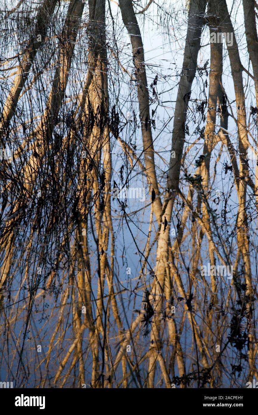 Reflective tree hi-res stock photography and images - Alamy