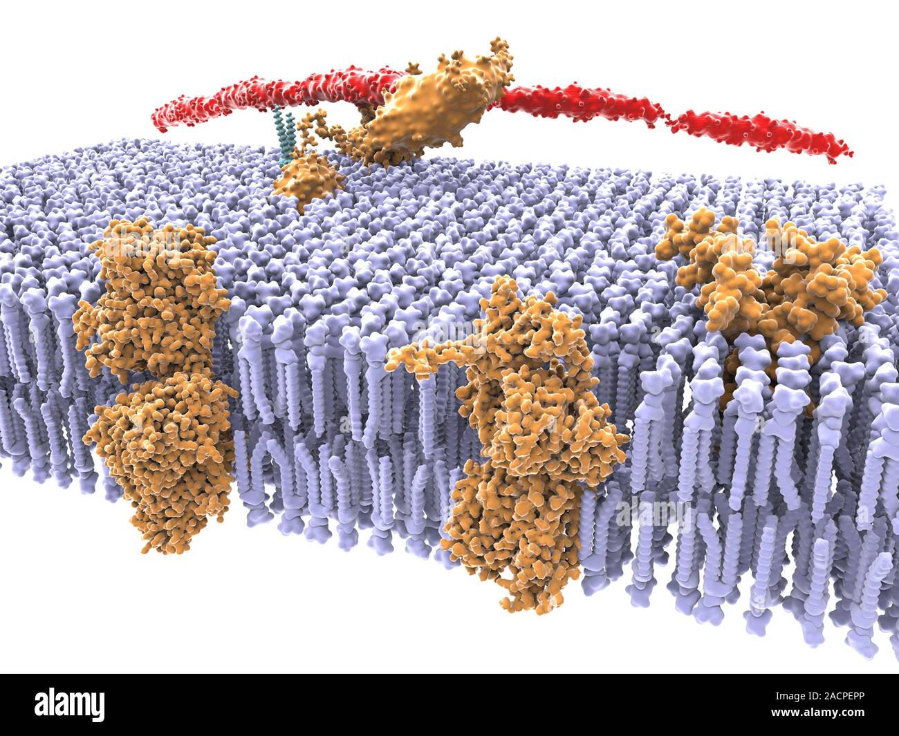 Computer artwork of a cutaway side view of the human cell membrane. The