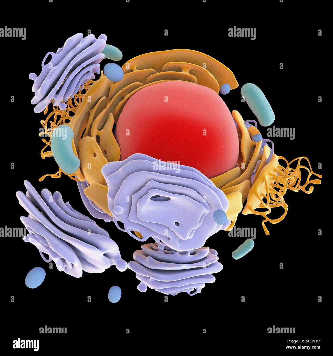 Organelle Computer Computer artwork showing the organelles in a eukaryotic cell. This is ...