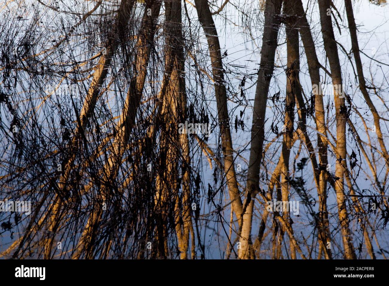 Reflective tree hi-res stock photography and images - Alamy