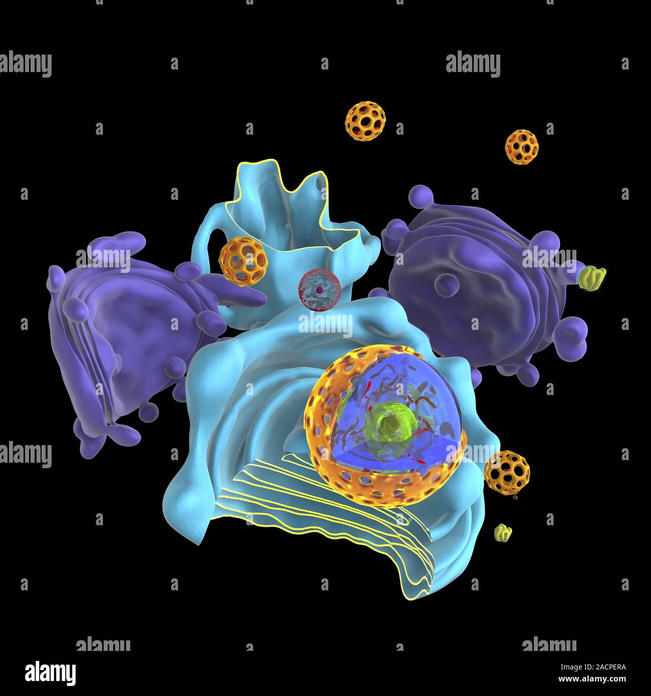 Organelle Computer Computer artwork showing the organelles in a eukaryotic cell. This is ...