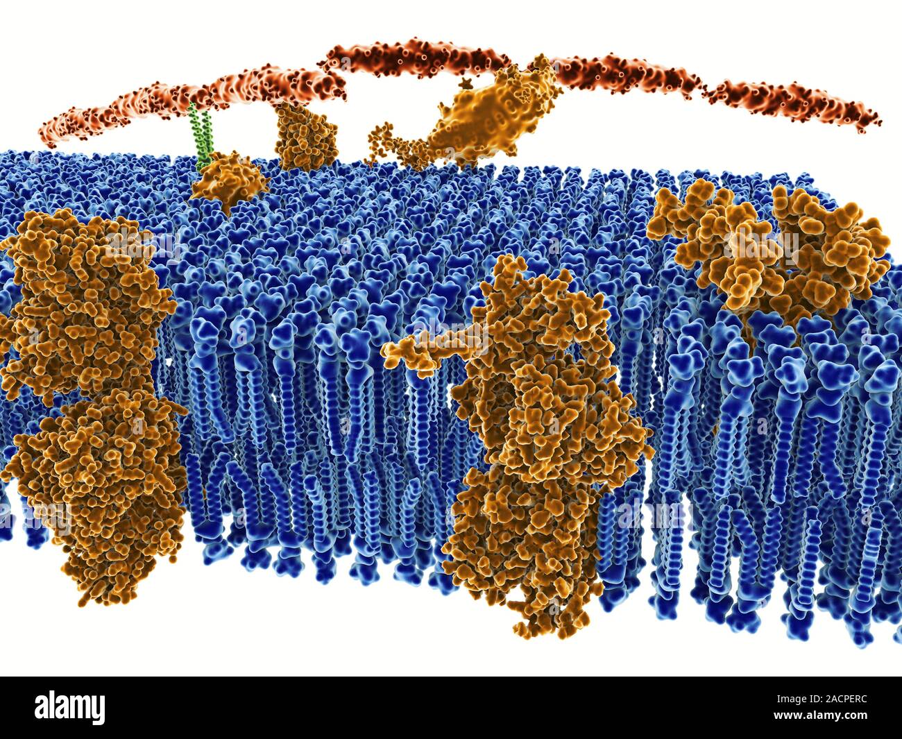 Computer artwork of a cutaway side view of the human cell membrane. The
