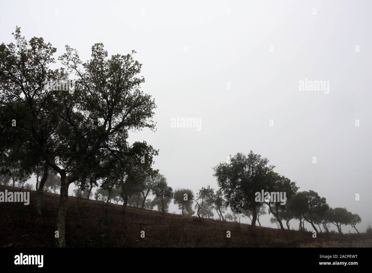 Field of olive trees Stock Photo - Alamy