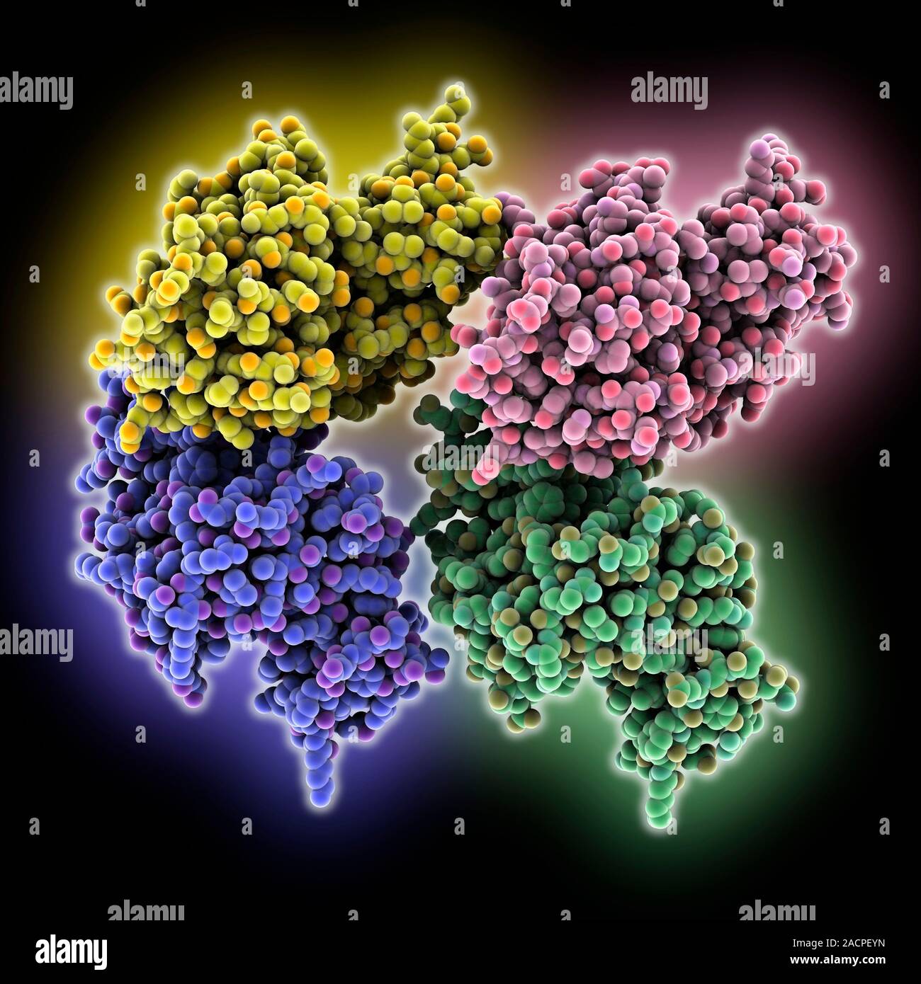 C3degrading proteinase enzyme. Molecular model of a proteinase enzyme