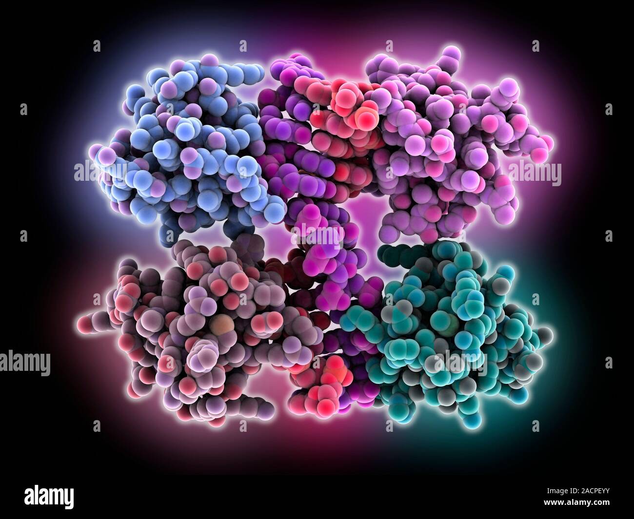ZZ DNA junction. Molecular model of a junction between two lefthanded