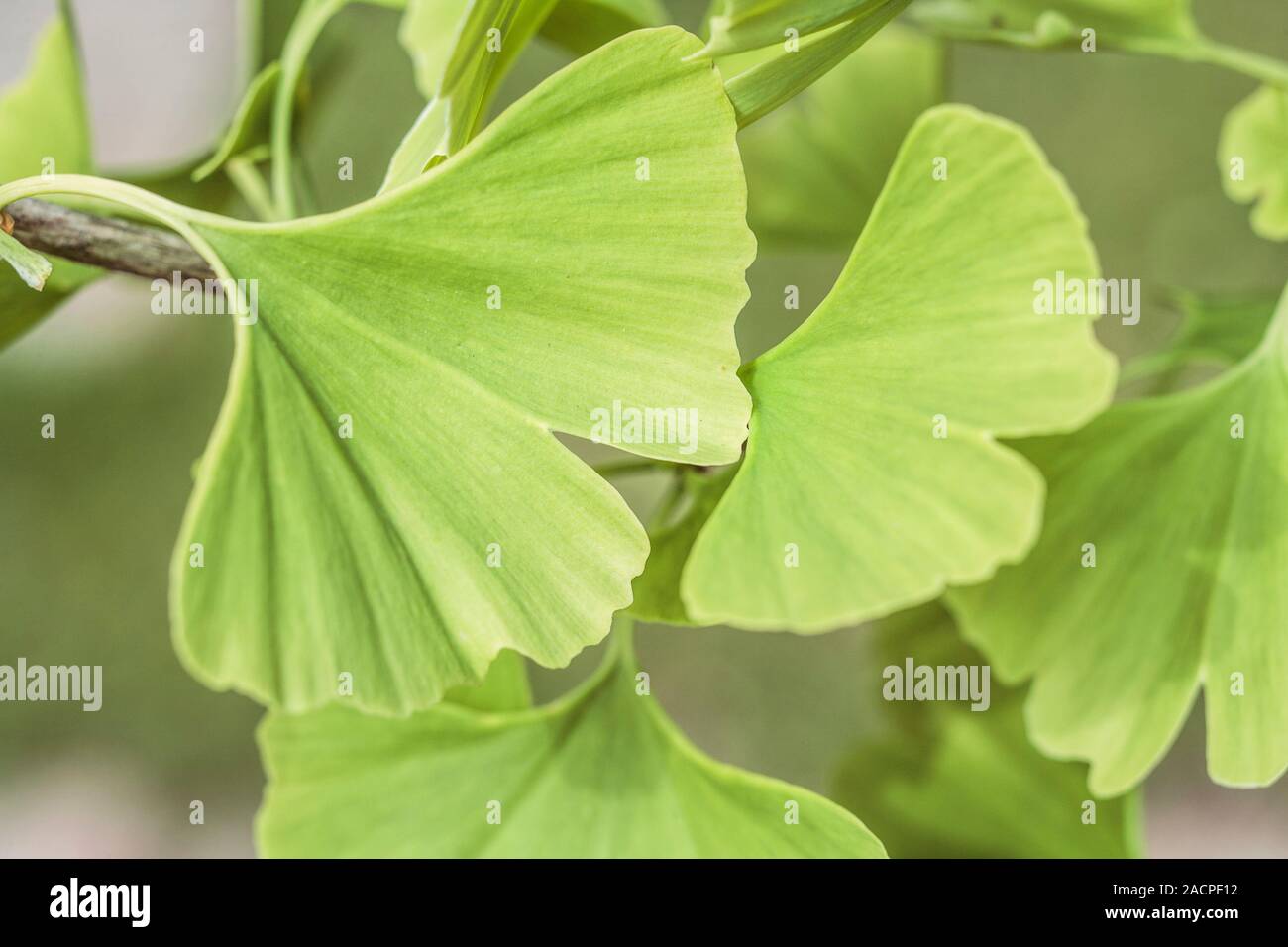 Gingko leaves. Leaves of the Chinese maidenhair tree (Gingko biloba ...