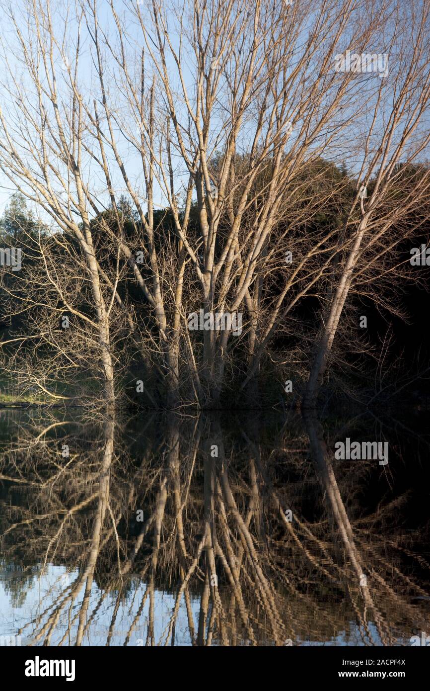 Reflective tree hi-res stock photography and images - Alamy