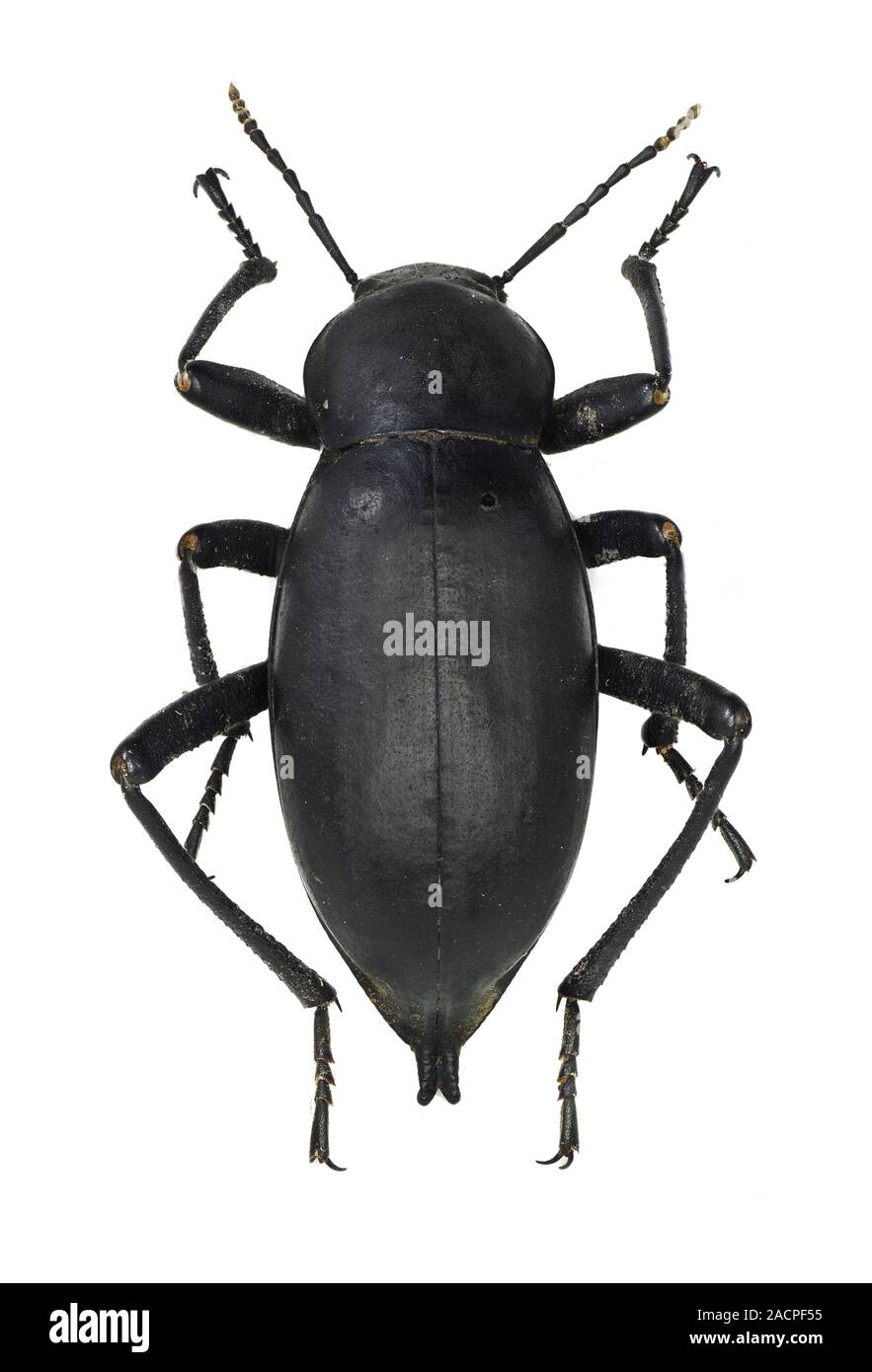 Darkling beetle. View of the upper side of a Blaps gigas darkling beetle. Specimen obtained from