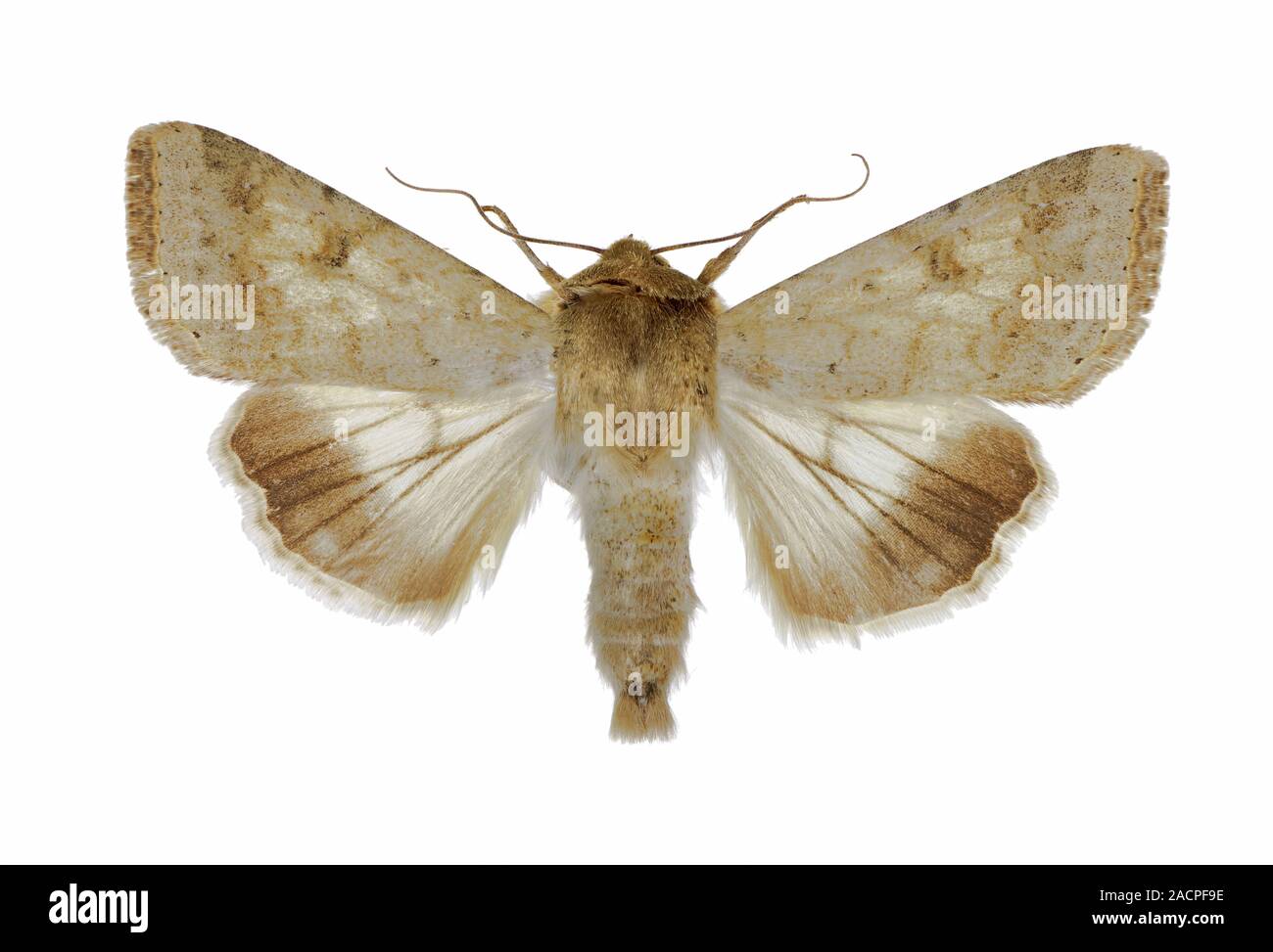 Cotton bollworm moth (Helicoverpa armigera). These moths, and their