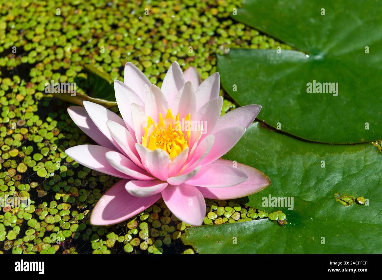Rosa Water lily (Nymphaea) between Duckweeds (Lemna), variety Pink Beauty, Germany Stock Photo