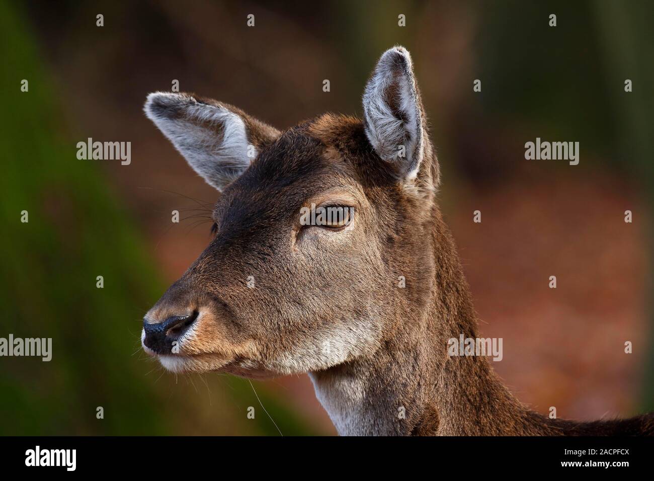 Fallow deer (Dama dama), female, animal portrait, Germany Stock Photo