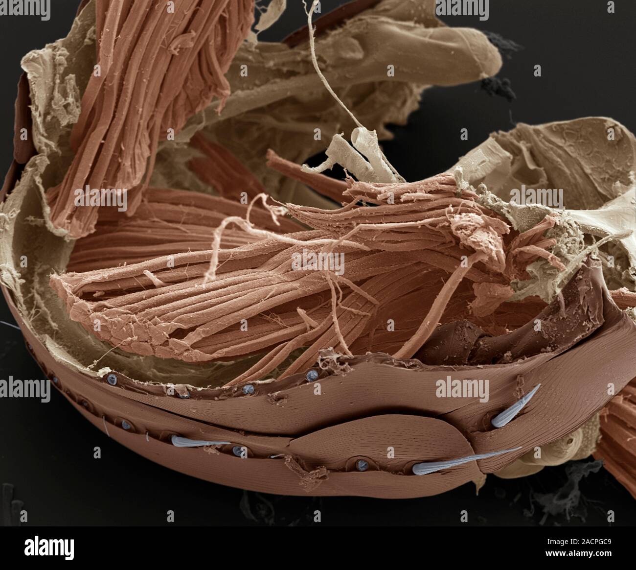 Flea muscle anatomy. Coloured scanning electron micrograph (SEM) of a