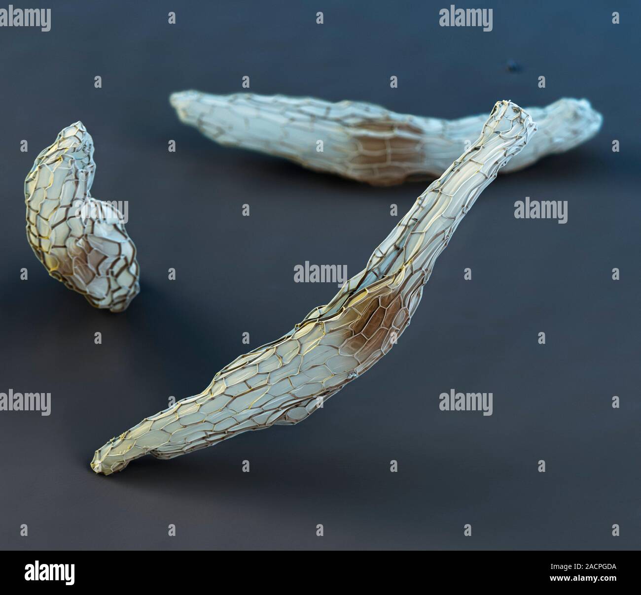 Orchid seeds. Coloured scanning electron micrograph (SEM) of seeds from a common twayblade (Listera ovata) orchid. Due to their small size, the seeds Stock Photo