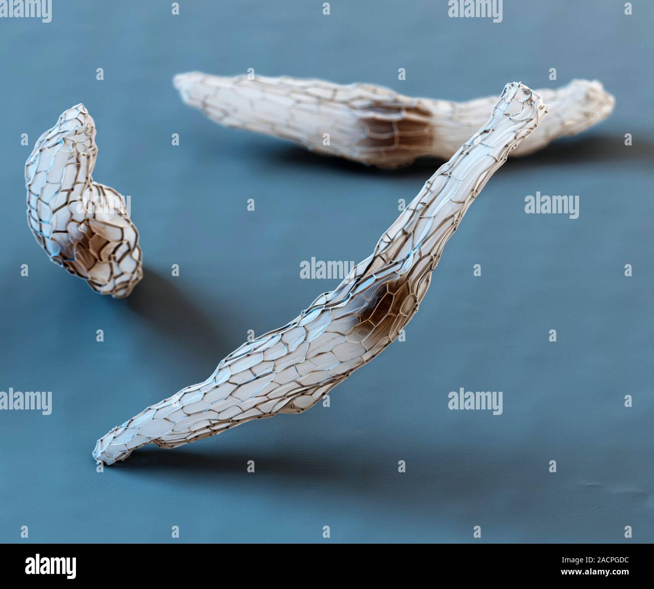 Orchid seeds. Coloured scanning electron micrograph (SEM) of seeds from a common twayblade (Listera ovata) orchid. Due to their small size, the seeds Stock Photo