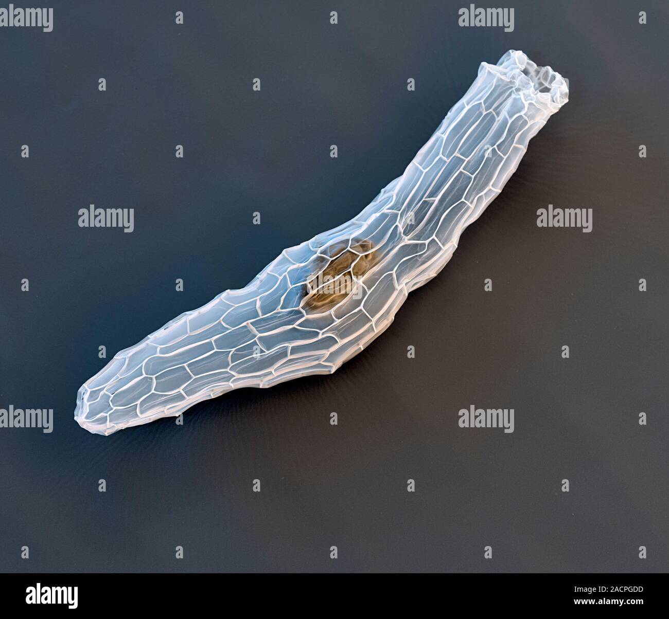 Orchid seed. Coloured scanning electron micrograph (SEM) of a seed from a common twayblade (Listera ovata) orchid. Due to their small size, the seeds Stock Photo