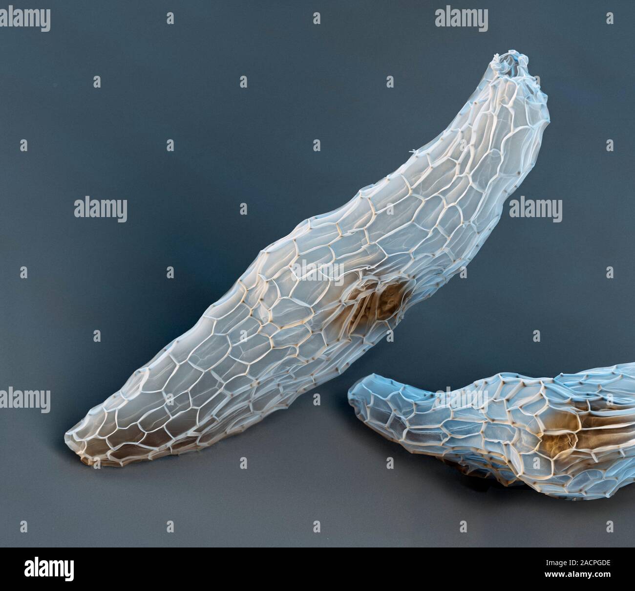 Orchid seeds. Coloured scanning electron micrograph (SEM) of seeds from a common twayblade (Listera ovata) orchid. Due to their small size, the seeds Stock Photo