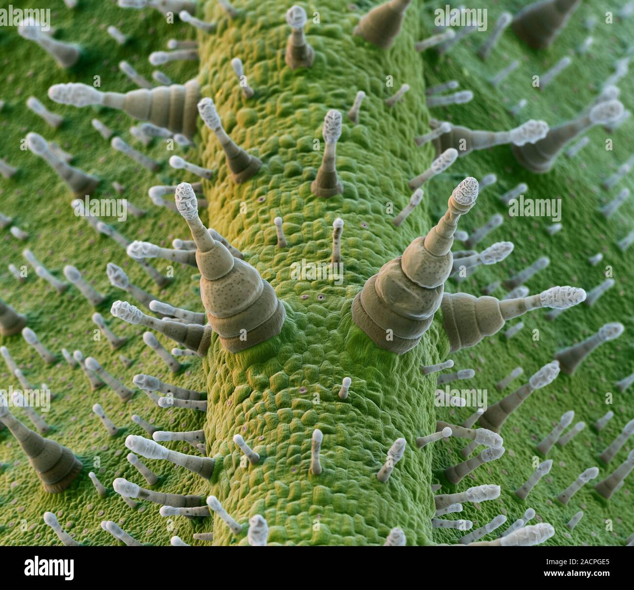 Wild tobacco (Nicotiana attenuata). Coloured scanning electron microscope  (SEM) of a stalk from a wild tobacco, or coyote tobacco, (Nicotiana  attenuat Stock Photo