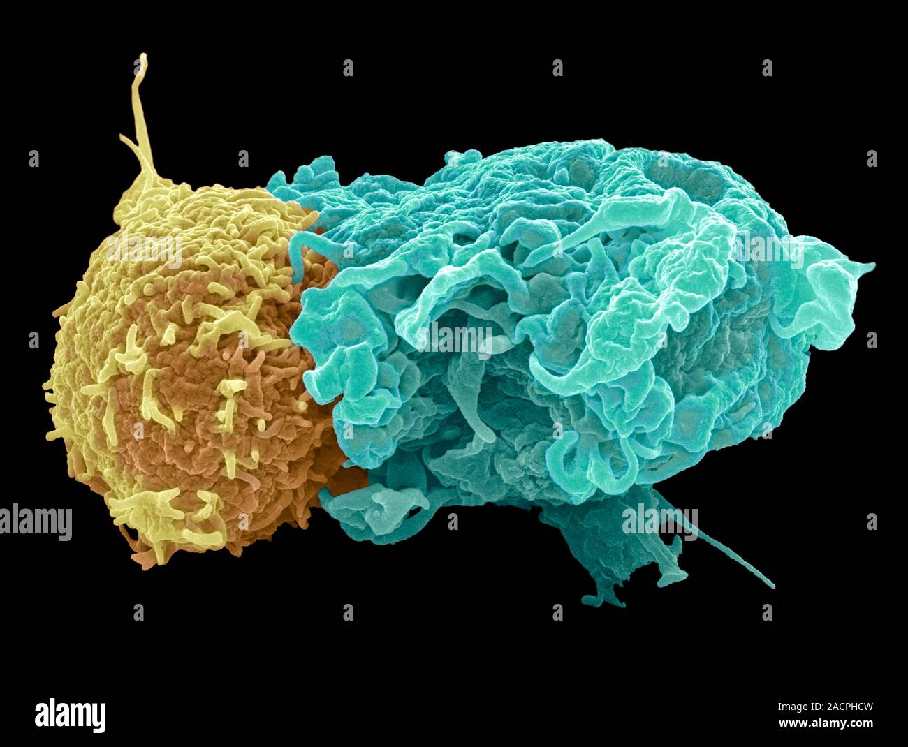 Цитотоксические т клетки. Т хелперы и т супрессоры. T-лимфоциты. Клетки в лимфоциты т киллеры т хелперы. Т клетки супрессоры это.