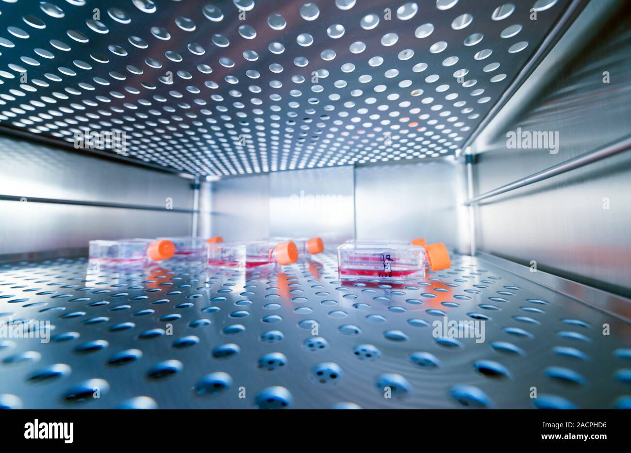Carbon dioxide incubator. Cell cultures inside a carbon dioxide