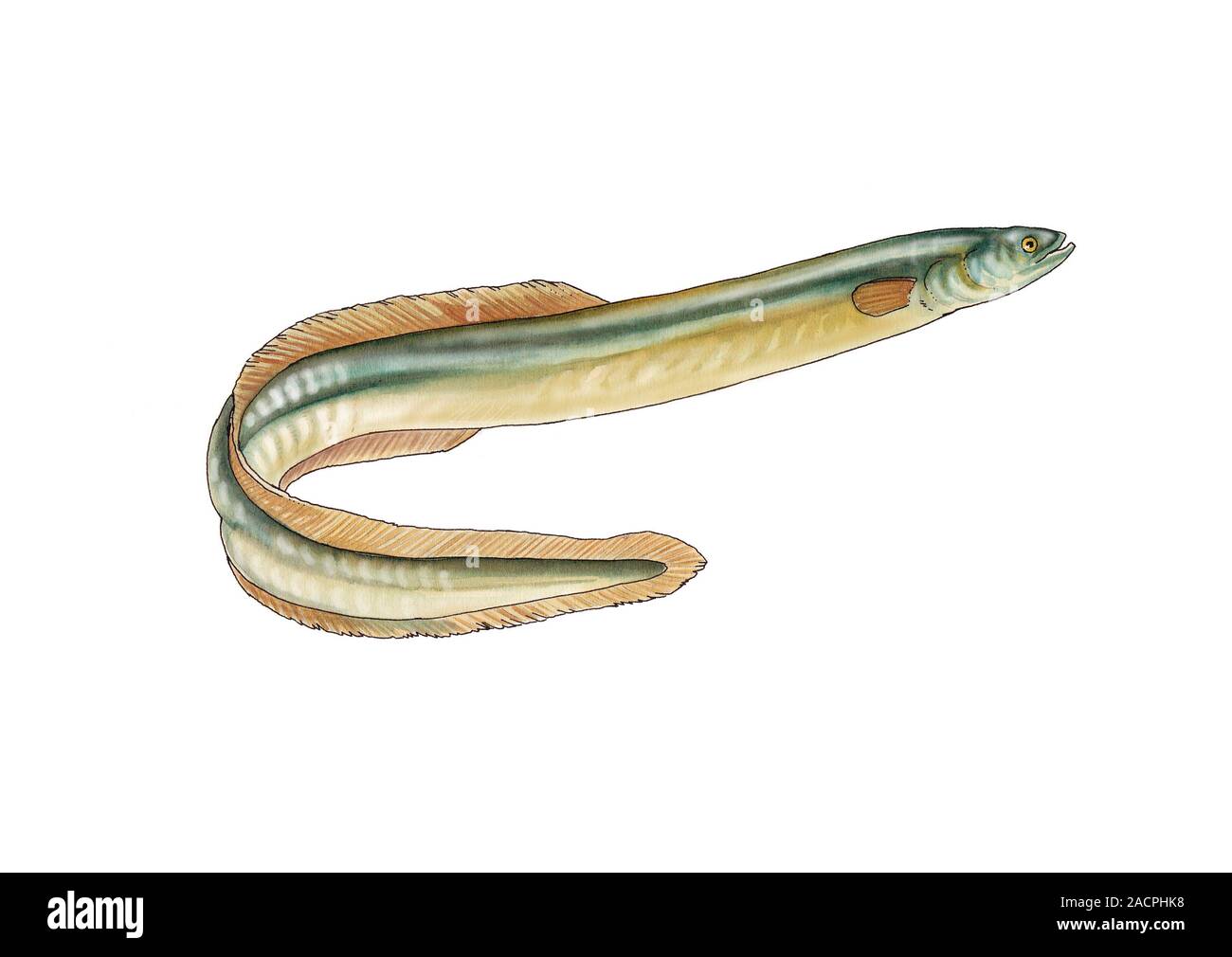 European eel (Anguilla anguilla) artwork This fish spawns and hatches European eel (Anguilla anguilla) artwork This fish spawns and hatches
