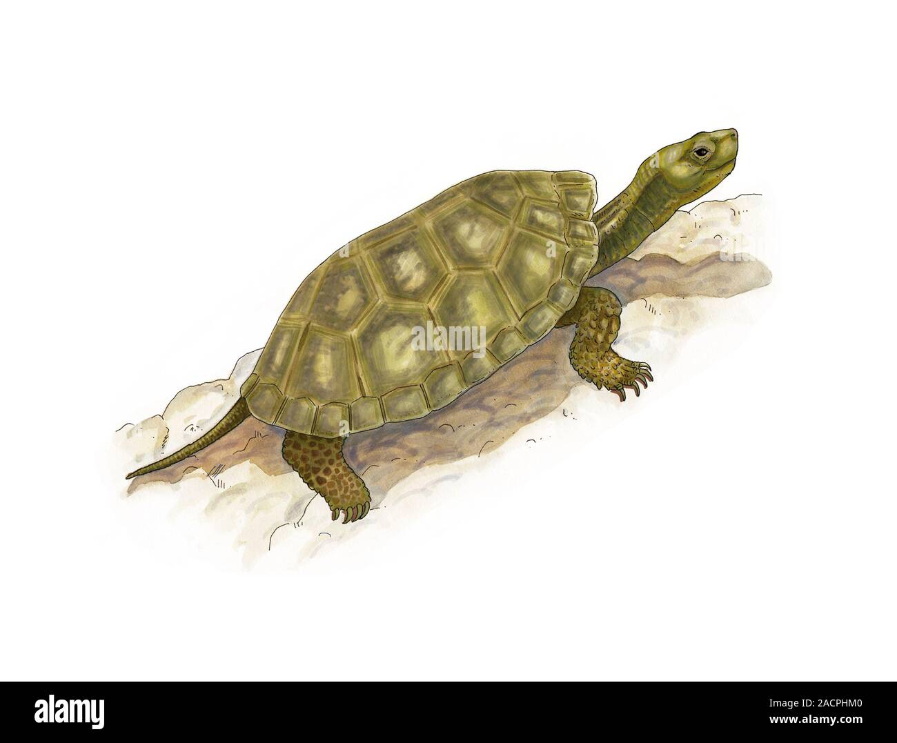 Spanish pond turtle (Mauremys leprosa), artwork Stock Photo - Alamy