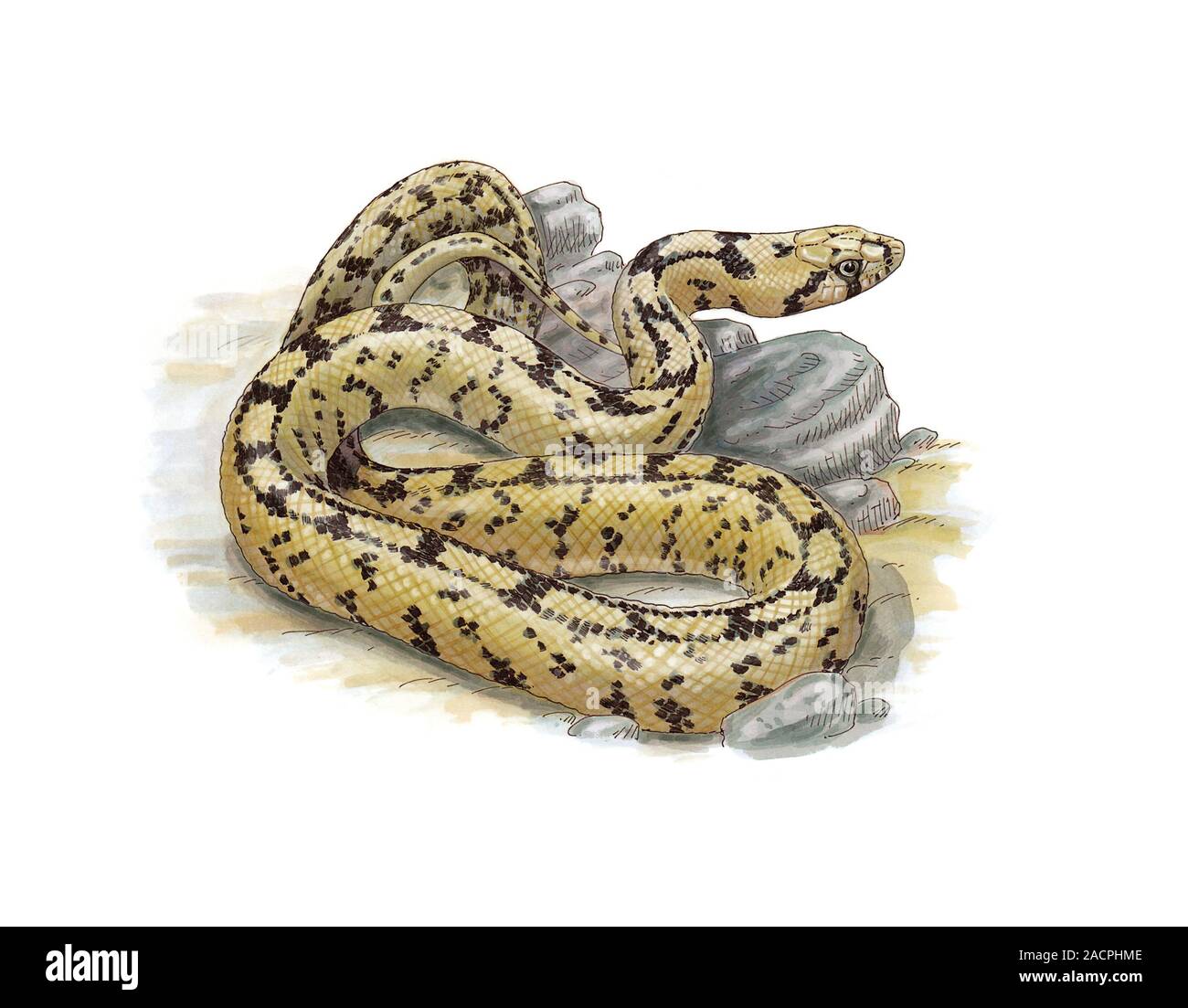 Ladder snake (Rhinechis scalaris), artwork. This snake gets its name from the colour patterning on the skin of adults. The two longitudinal stripes wi Stock Photo