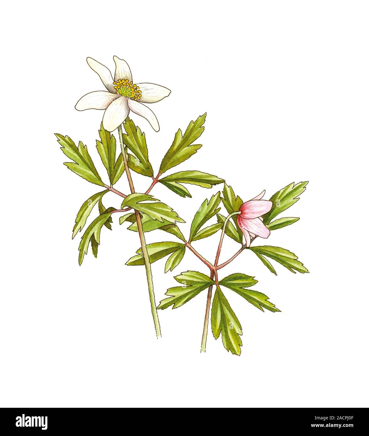 Wood anemone (Anemone nemorosa), flowers Stock Photo Alamy