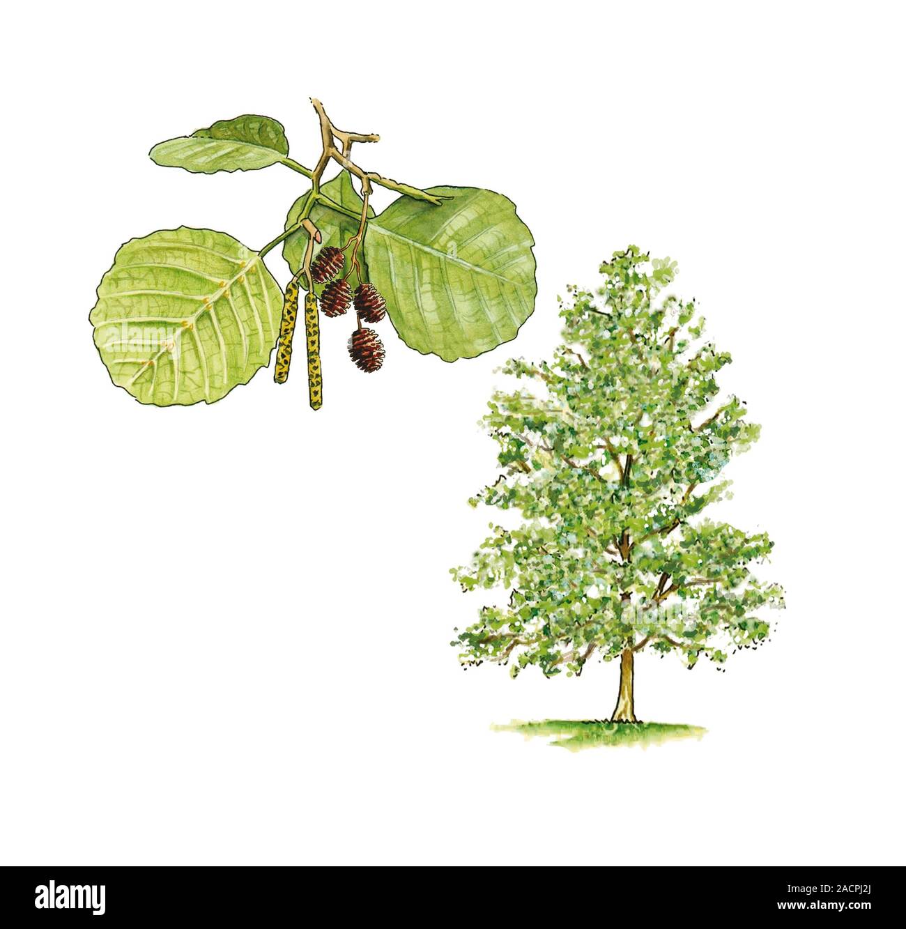 ольха листья и плоды. ольха детям. ольха серая и ольха черная. ольха листья и плоды. ольха детям.