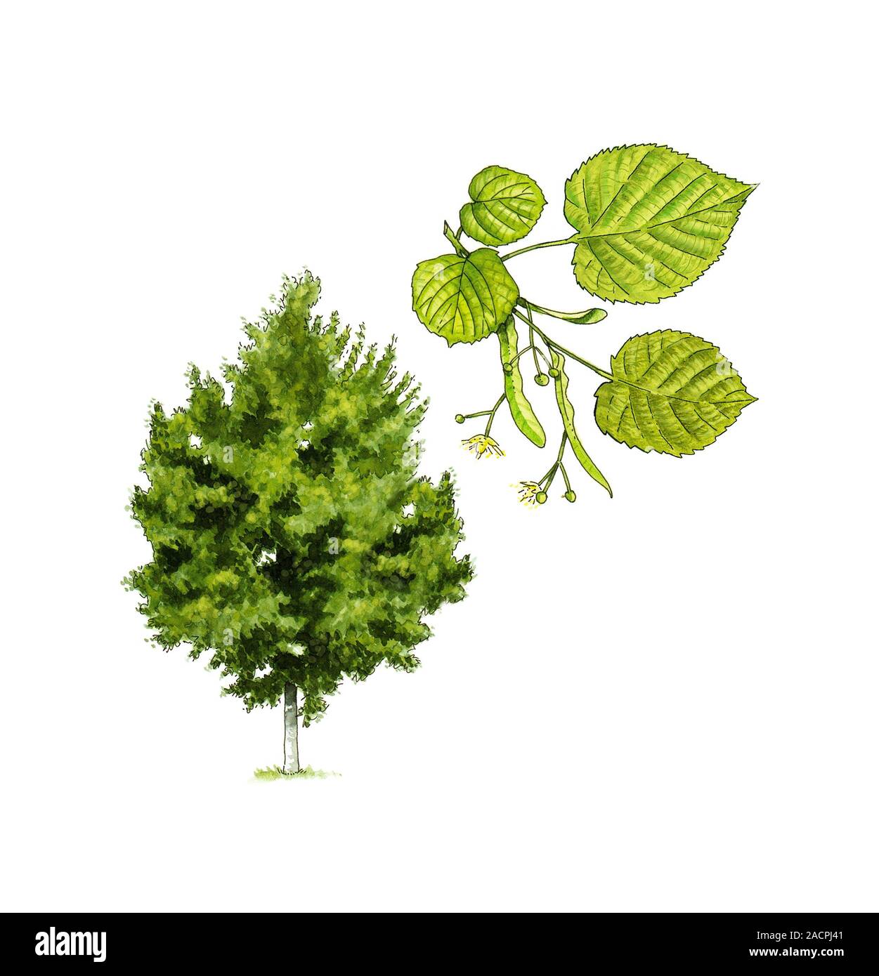 Linden (Tilia platyphyllos) tree. Artwork of a large-leaved linden ...