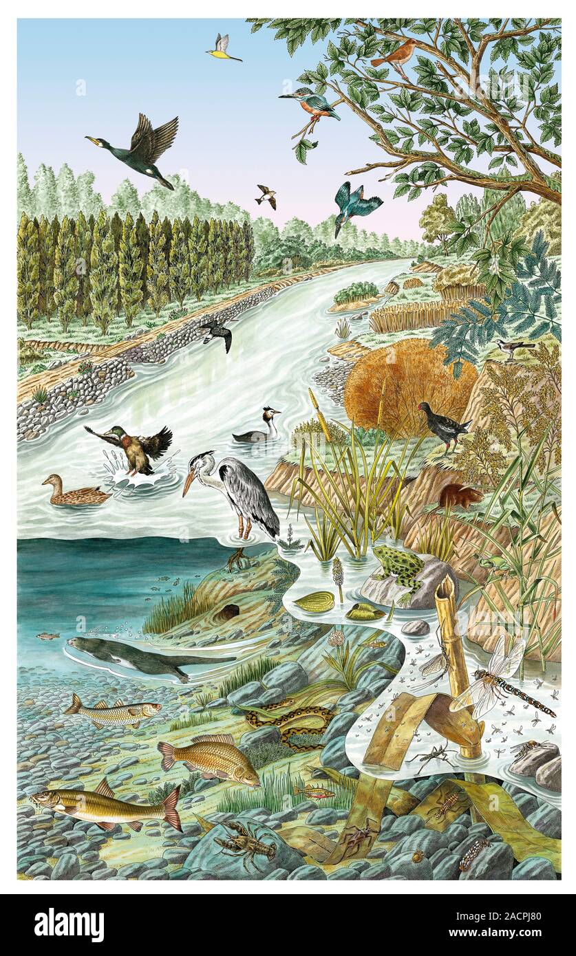 European river life. Artwork showing various typical plants and animals  that live on a river in southern Europe Stock Photo - Alamy